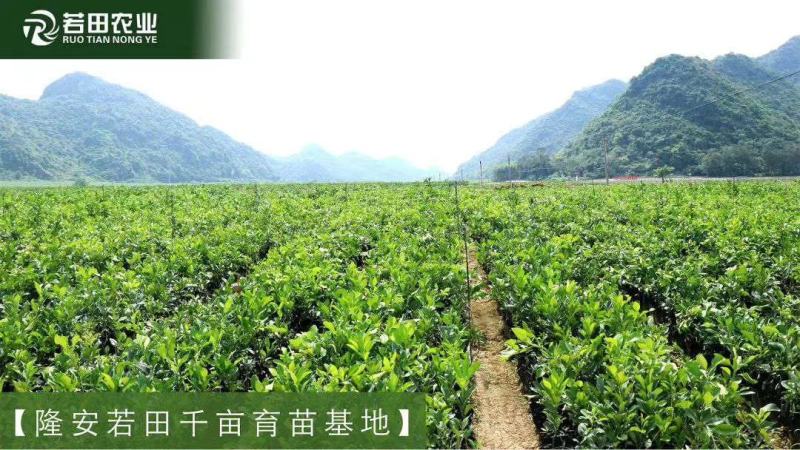 泰国红宝石青柚苗挂果早营养杯苗小苗中苗大苗供选择