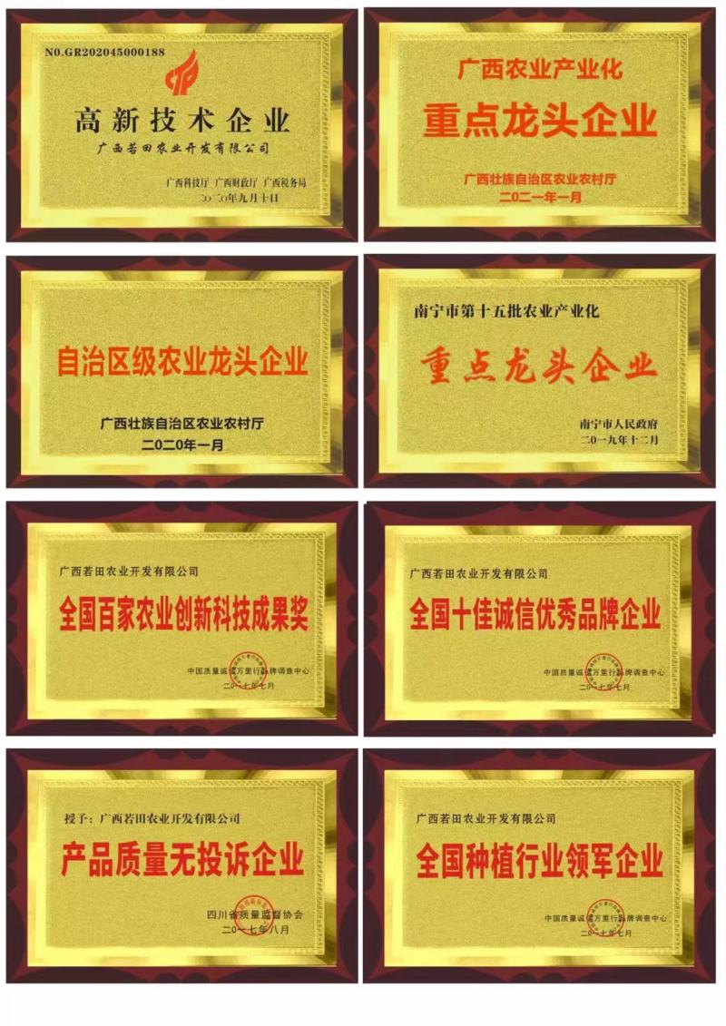 泰国红宝石青柚苗挂果早营养杯苗小苗中苗大苗供选择