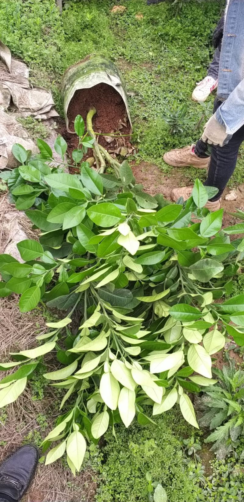 泰国红宝石青柚苗挂果早营养杯苗小苗中苗大苗供选择