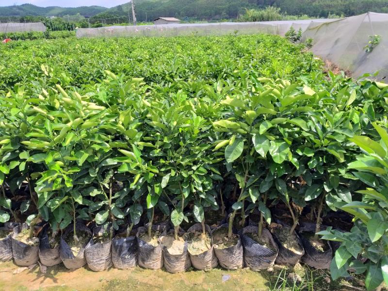 泰国红宝石青柚苗挂果早营养杯苗小苗中苗大苗供选择