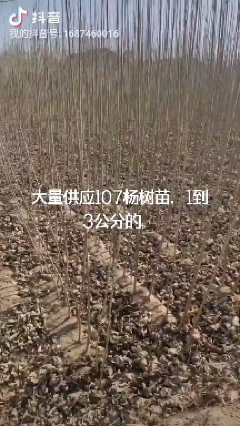 山东临清大量供应速生杨杨树苗107规格1到三公分包成活