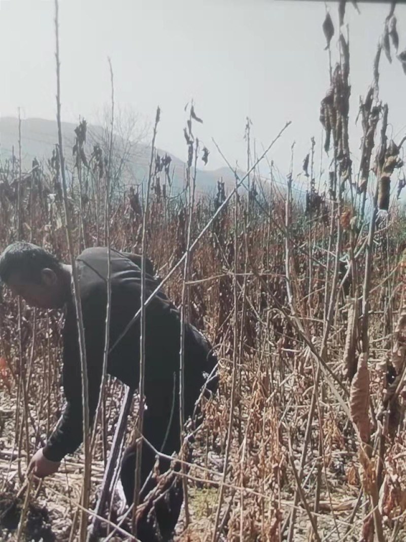 俄罗斯8号，美早，胜利大樱桃苗