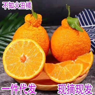 现货四川不知火丑橘原产直发，支持各大平台合作，一件代发