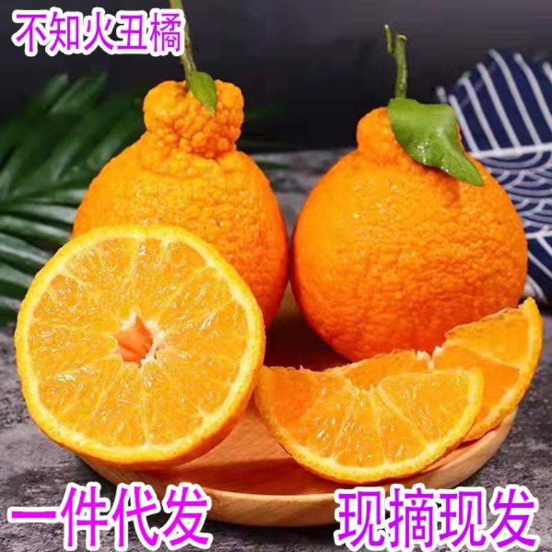 现货四川不知火丑橘原产直发，支持各大平台合作，一件代发