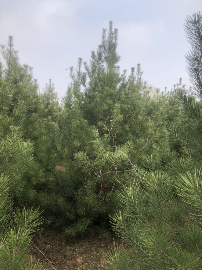 3米白皮松