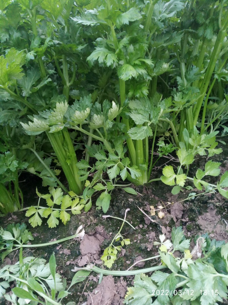 大棚芹菜基地种植直接供应量大优惠