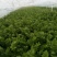 大棚芹菜基地种植直接供应量大优惠