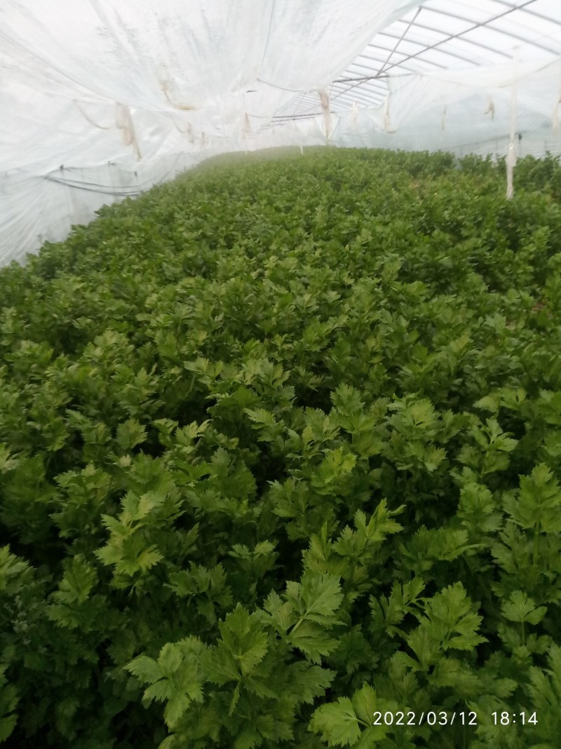 大棚芹菜基地种植直接供应量大优惠