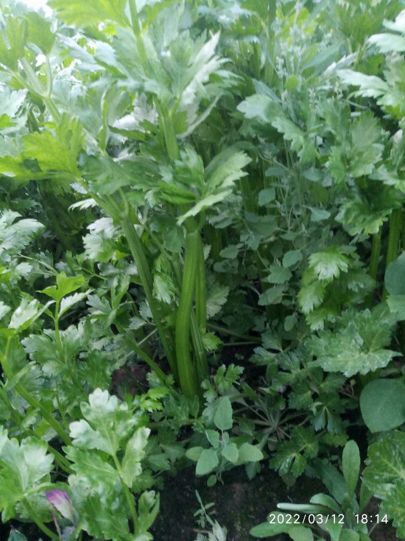 大棚芹菜基地种植直接供应量大优惠
