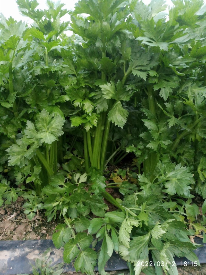 大棚芹菜基地种植直接供应量大优惠
