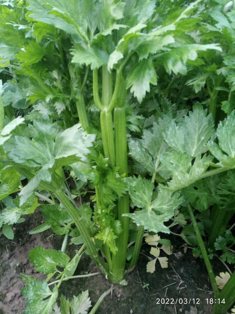 大棚芹菜基地种植直接供应量大优惠
