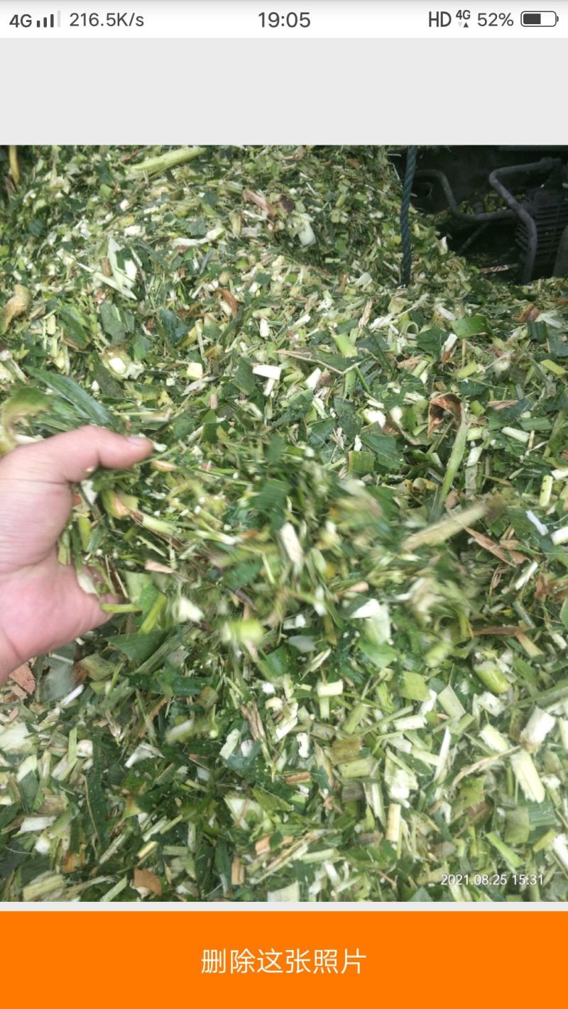 玉米秸秆青储黄储干储有需要的的联系我在河北沧州发货