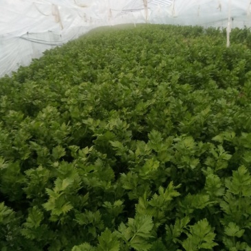 大棚芹菜基地种植直接供应量大优惠