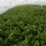 大棚芹菜基地种植直接供应量大优惠