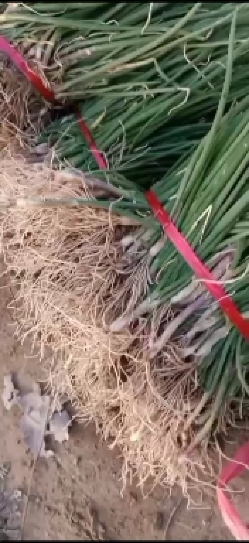 丰县高产红皮优质洋葱苗基地直供，订单回收！