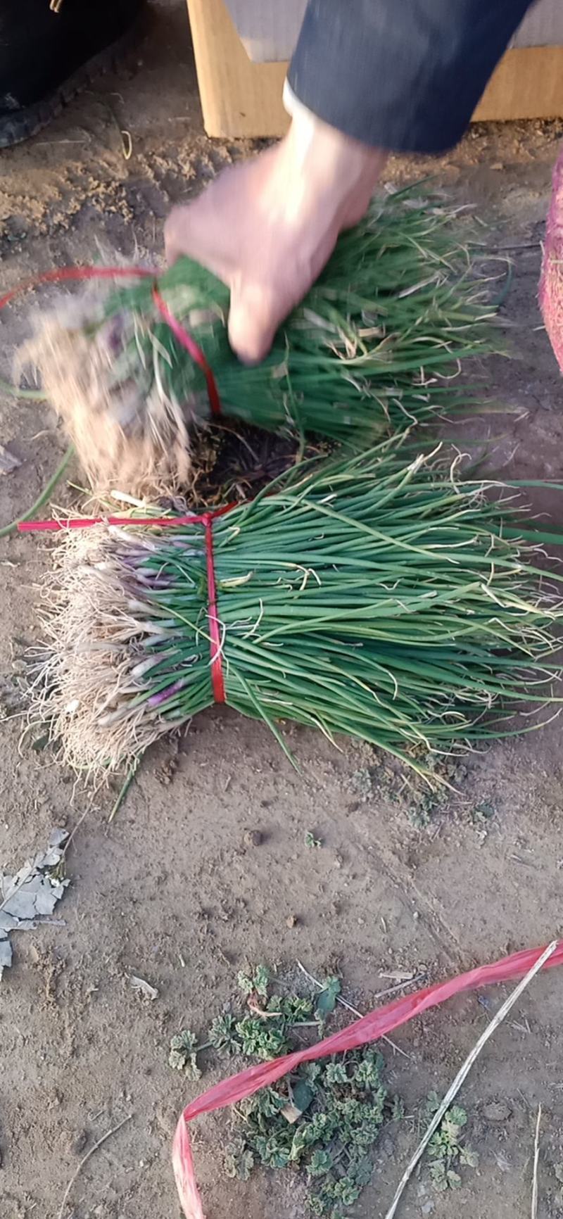 丰县高产红皮优质洋葱苗基地直供，订单回收！