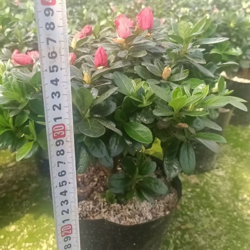 20杯杜鹃花