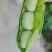 云南曲靖精品蚕豆胡豆，货源充足，欢迎各位老板前来骚扰！