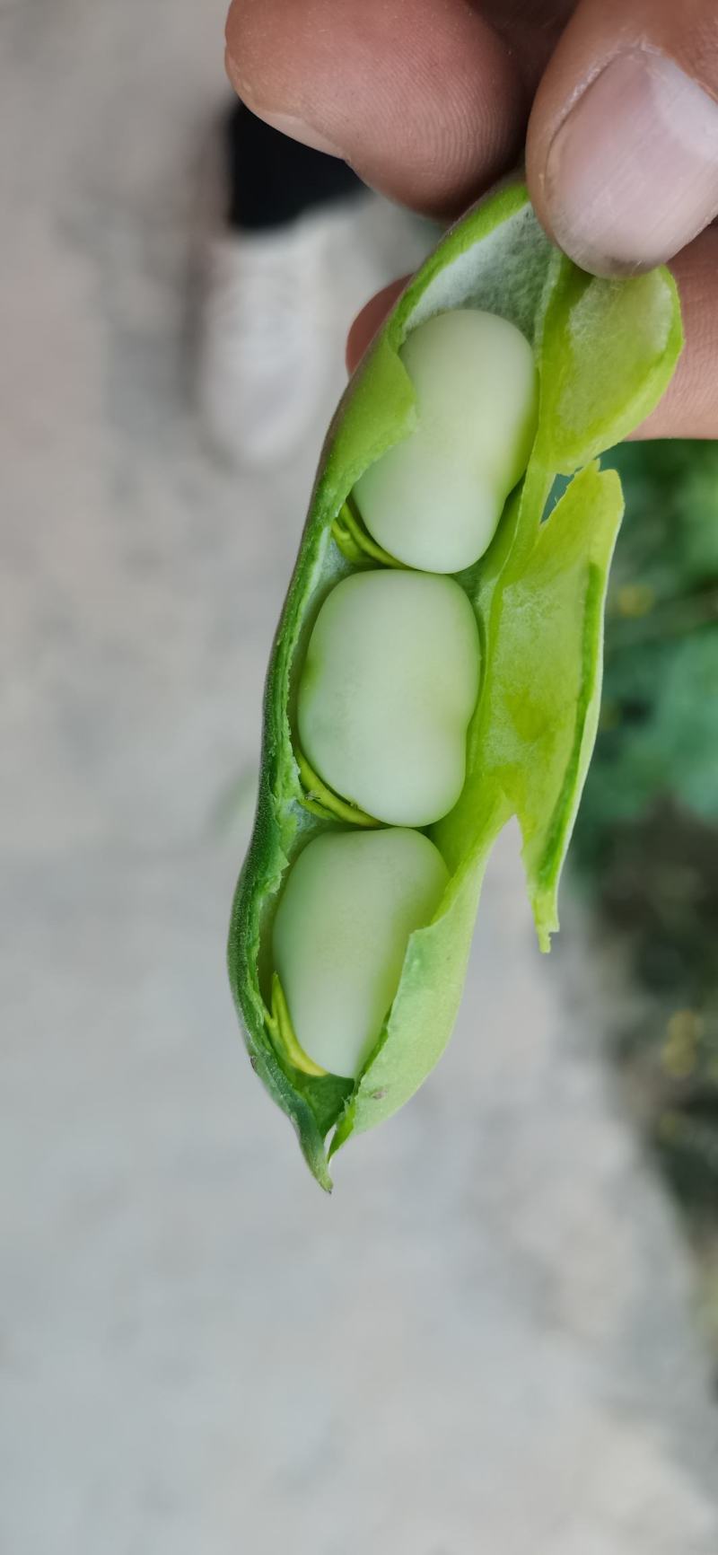 云南曲靖精品蚕豆胡豆，货源充足，欢迎各位老板前来骚扰！