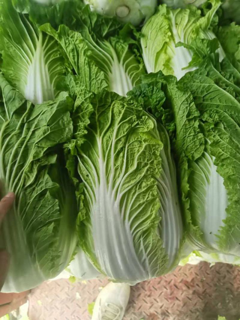 黄心白菜