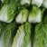 黄心白菜