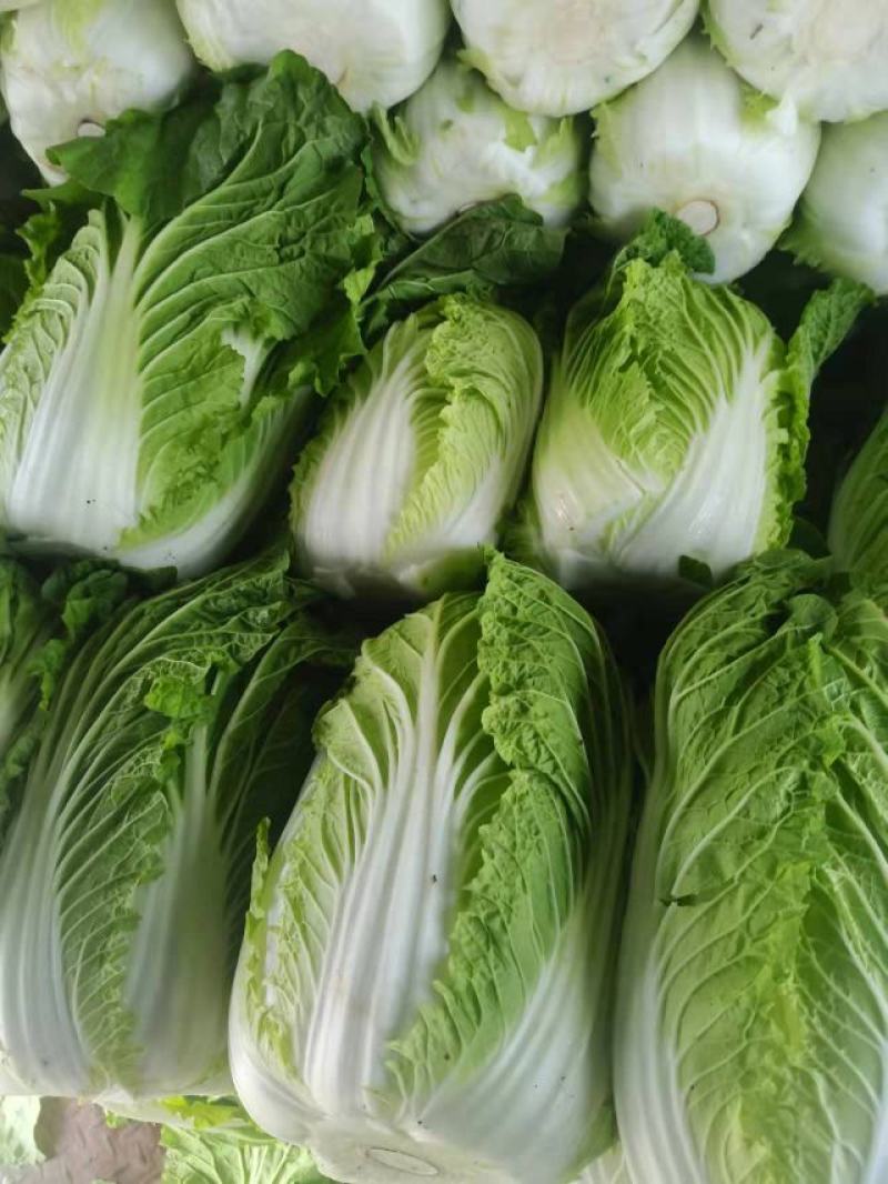 黄心白菜
