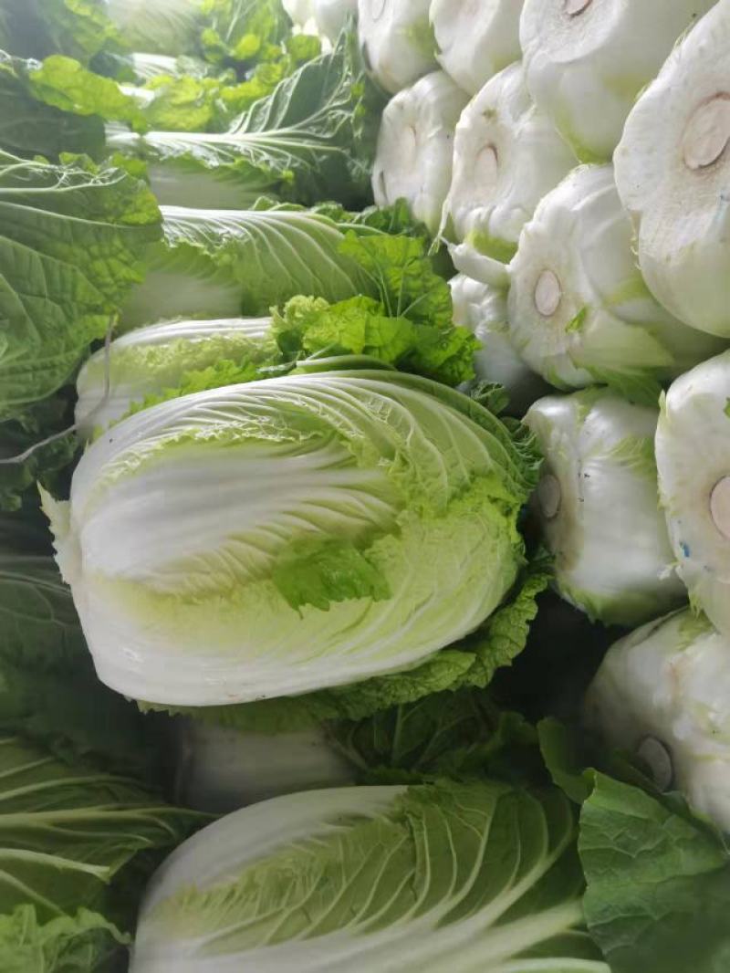 黄心白菜