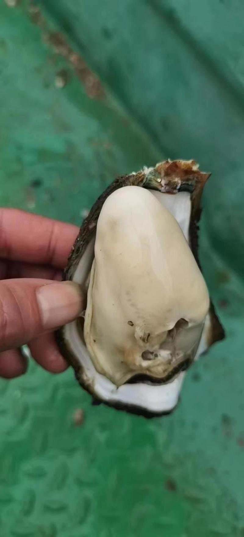生蚝台山蚝烧烤，实肉脆肉，烧烤不缩水，蚝场直销