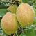 库尔勒香梨树苗优质嫁接树苗皮薄肉细个大高产