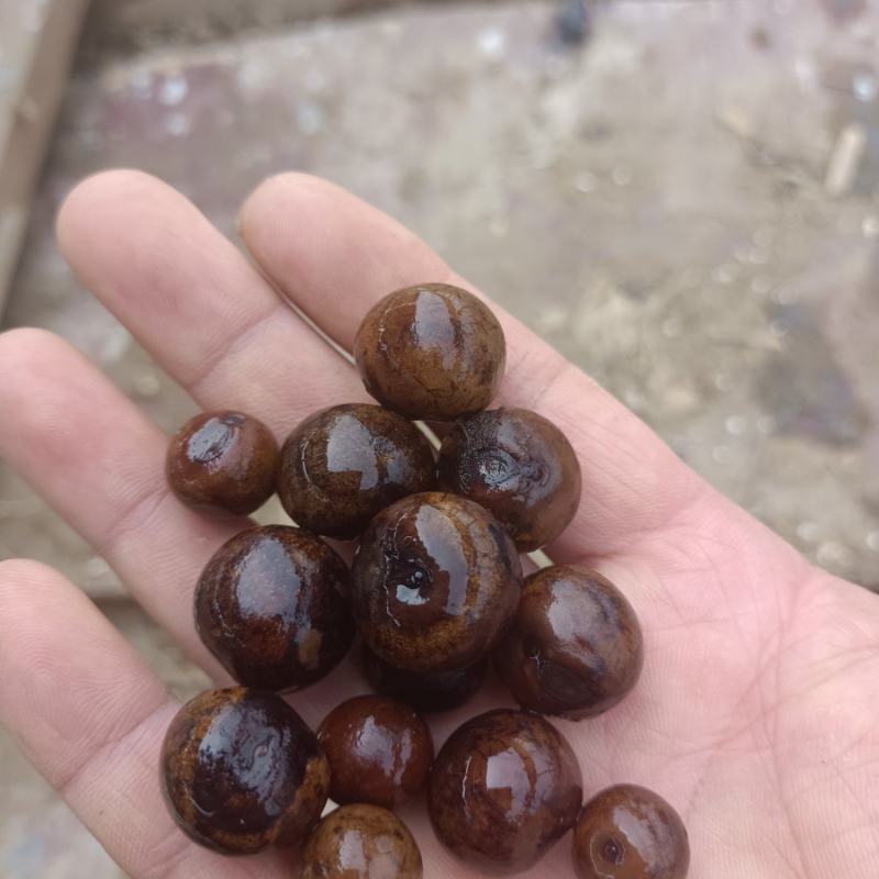 芡实鸡头籽种子，无瑕种子手工精心挑选药食两用，种植简单。