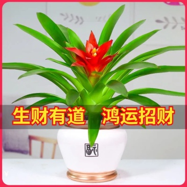 鸿运当头盆栽花卉植物室内花客厅四季开花好养活凤梨水培绿植