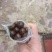 芡实鸡头籽种子，无瑕种子手工精心挑选药食两用，种植简单。