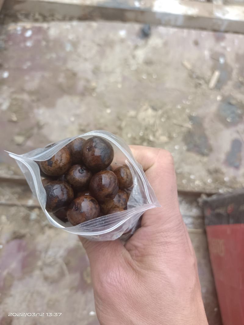 芡实鸡头籽种子，无瑕种子手工精心挑选药食两用，种植简单。