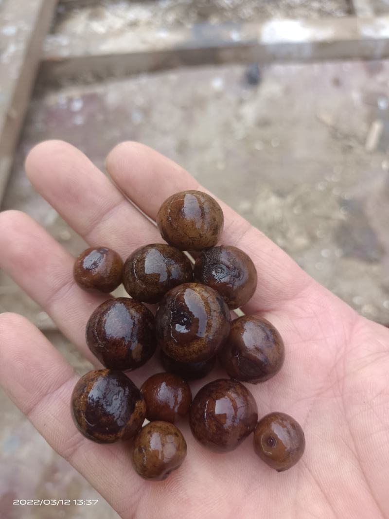芡实鸡头籽种子，无瑕种子手工精心挑选药食两用，种植简单。