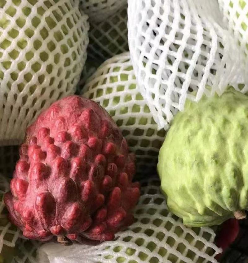 释迦果树苗嫁接台湾凤梨番荔枝苗释迦佛陀果佛头果苗四季