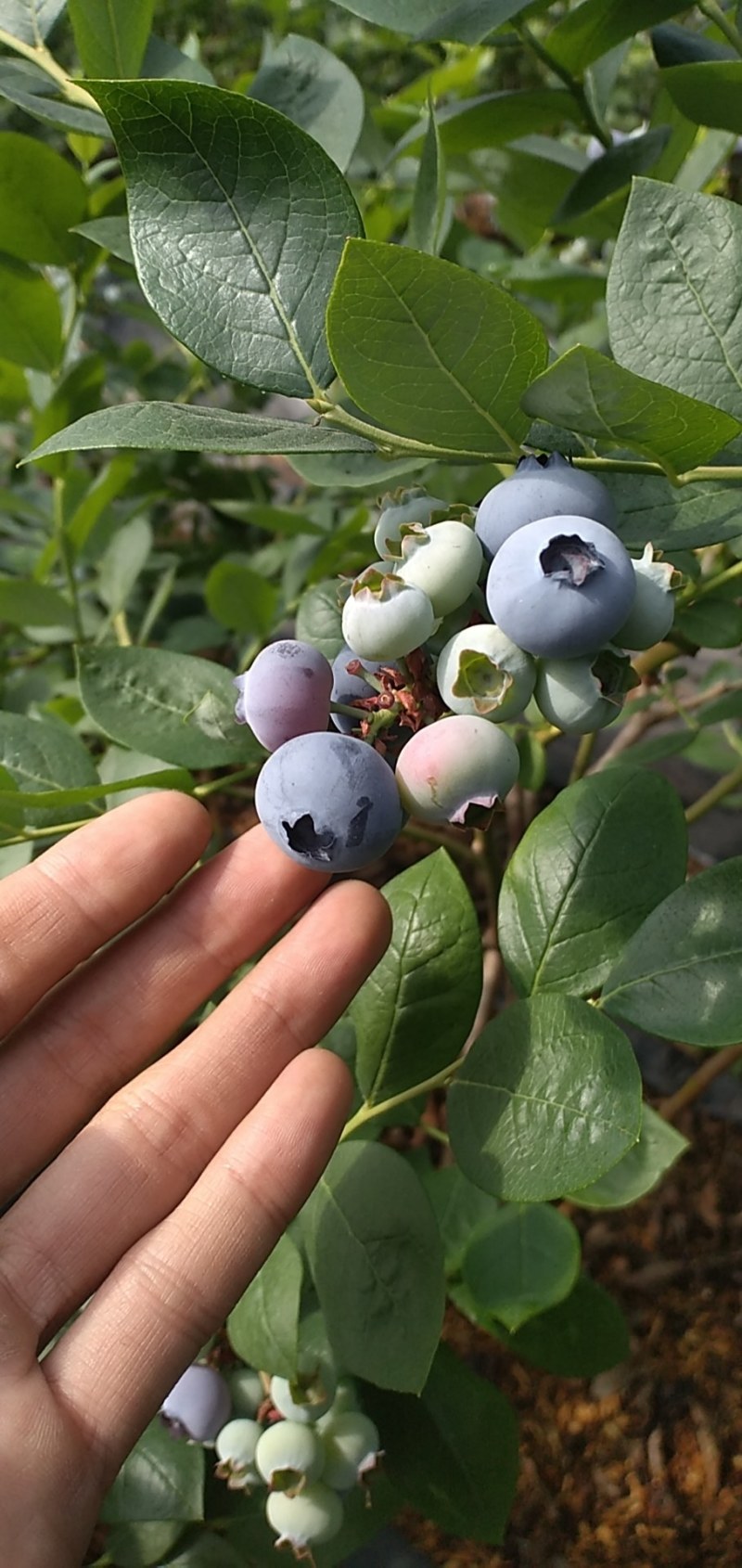 青岛蓝莓产地直供！！主要以绿宝石珠宝，奥尼尔为主！4.月