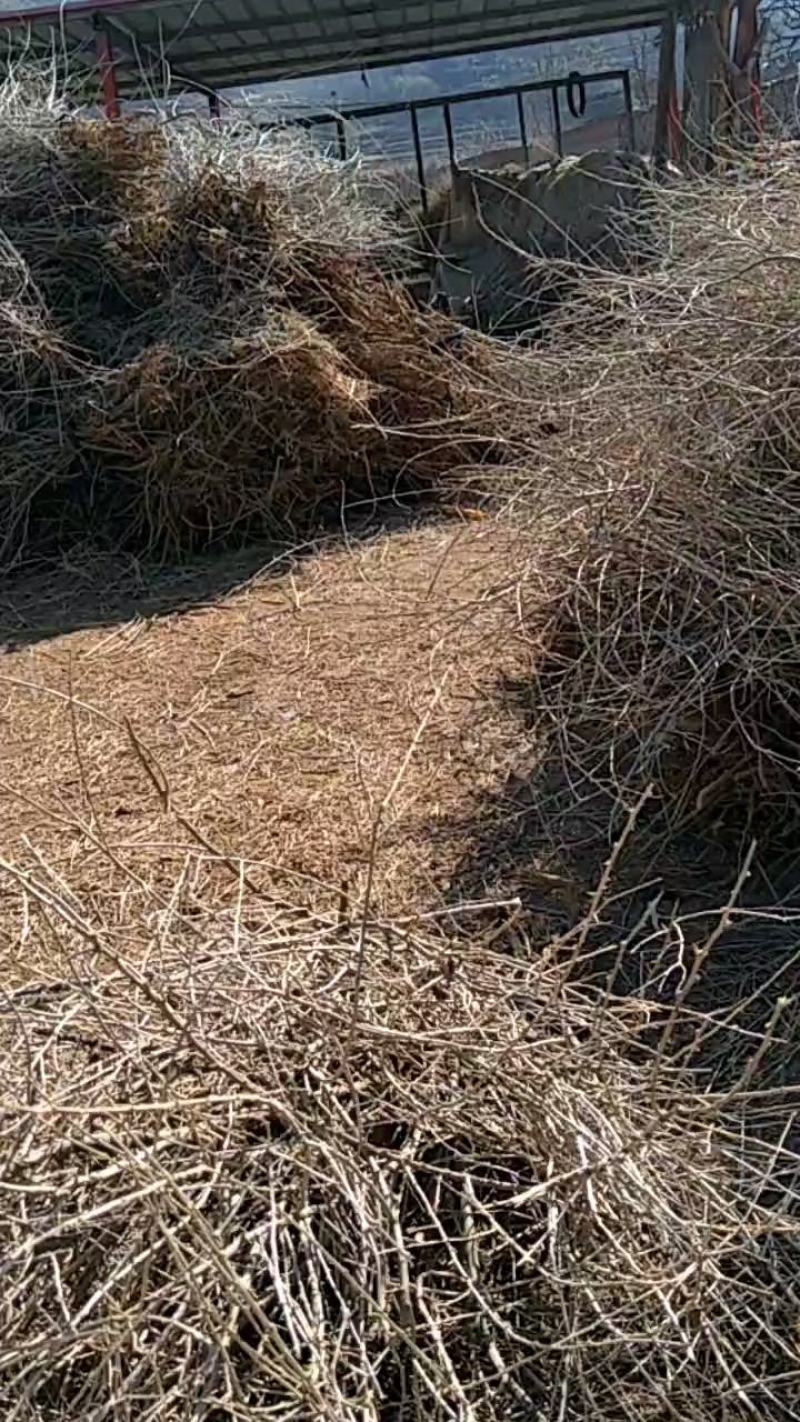 枸杞树批发枸杞树占地赔偿高枸杞树产地发货