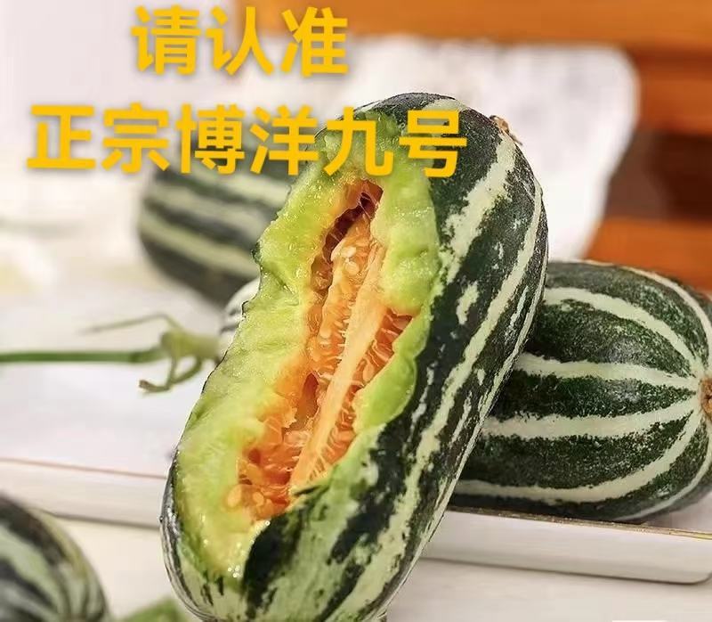 博洋9号支持一件代发，