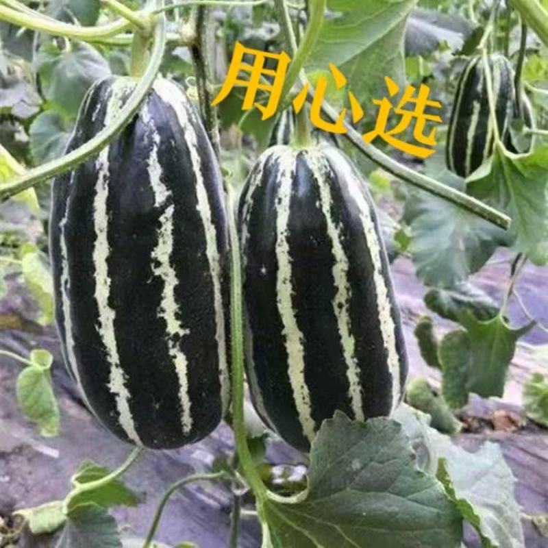 博洋9号支持一件代发，