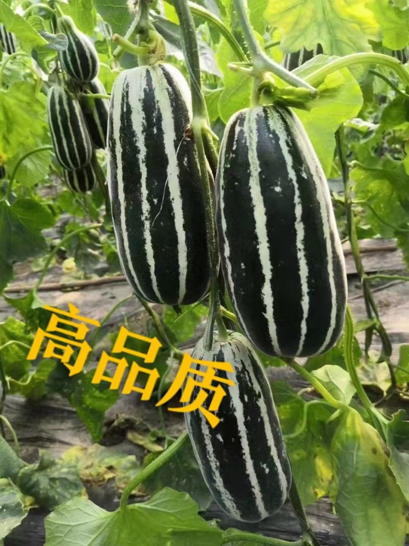 博洋9号支持一件代发，
