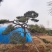 造型松