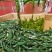 恩施绿茶2023年新茶上市富硒贡芽