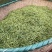 恩施绿茶2023年新茶上市富硒贡芽