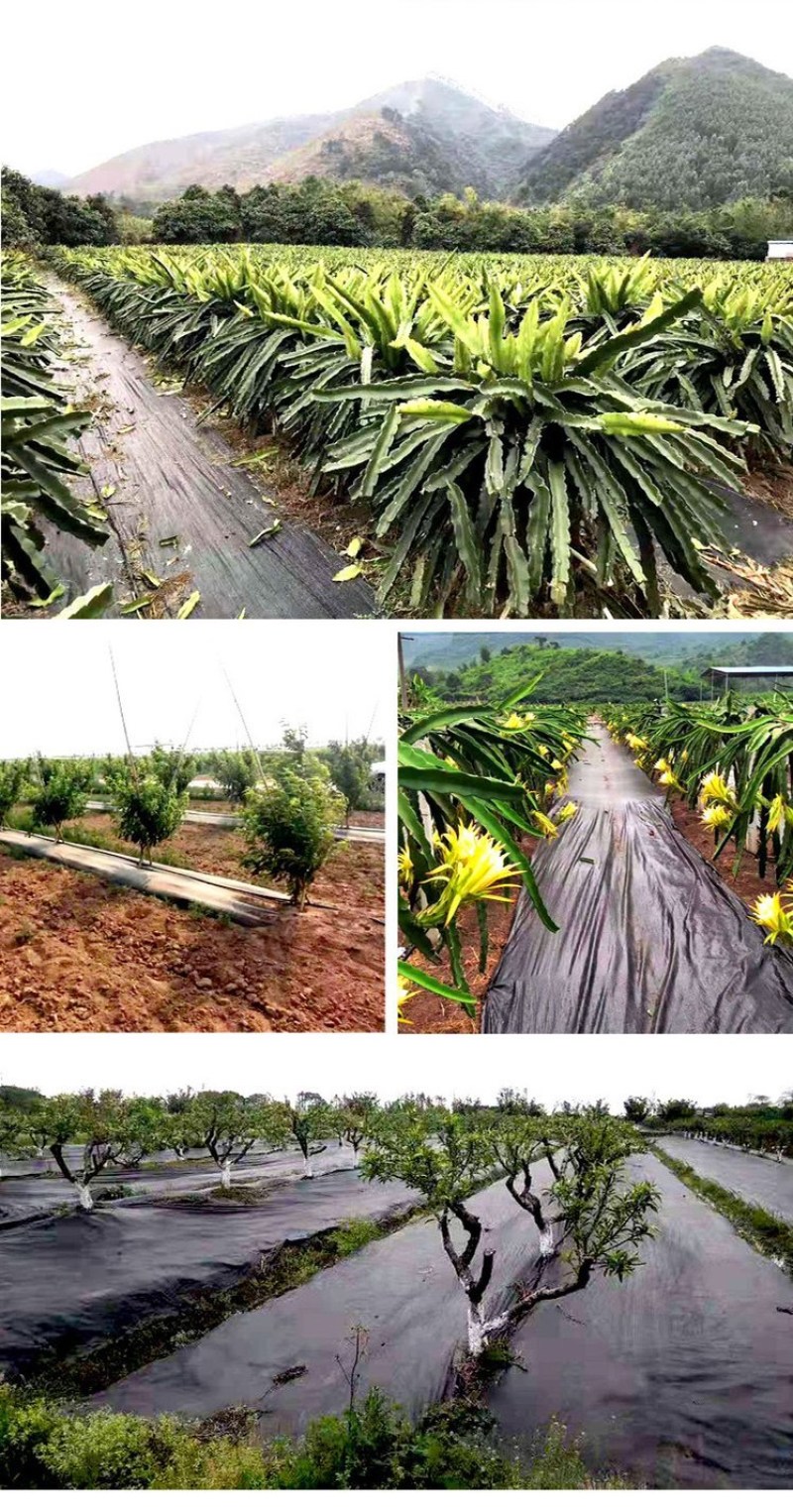 防草布除草布盖草布地布果园专用打孔切片黑色pp80克