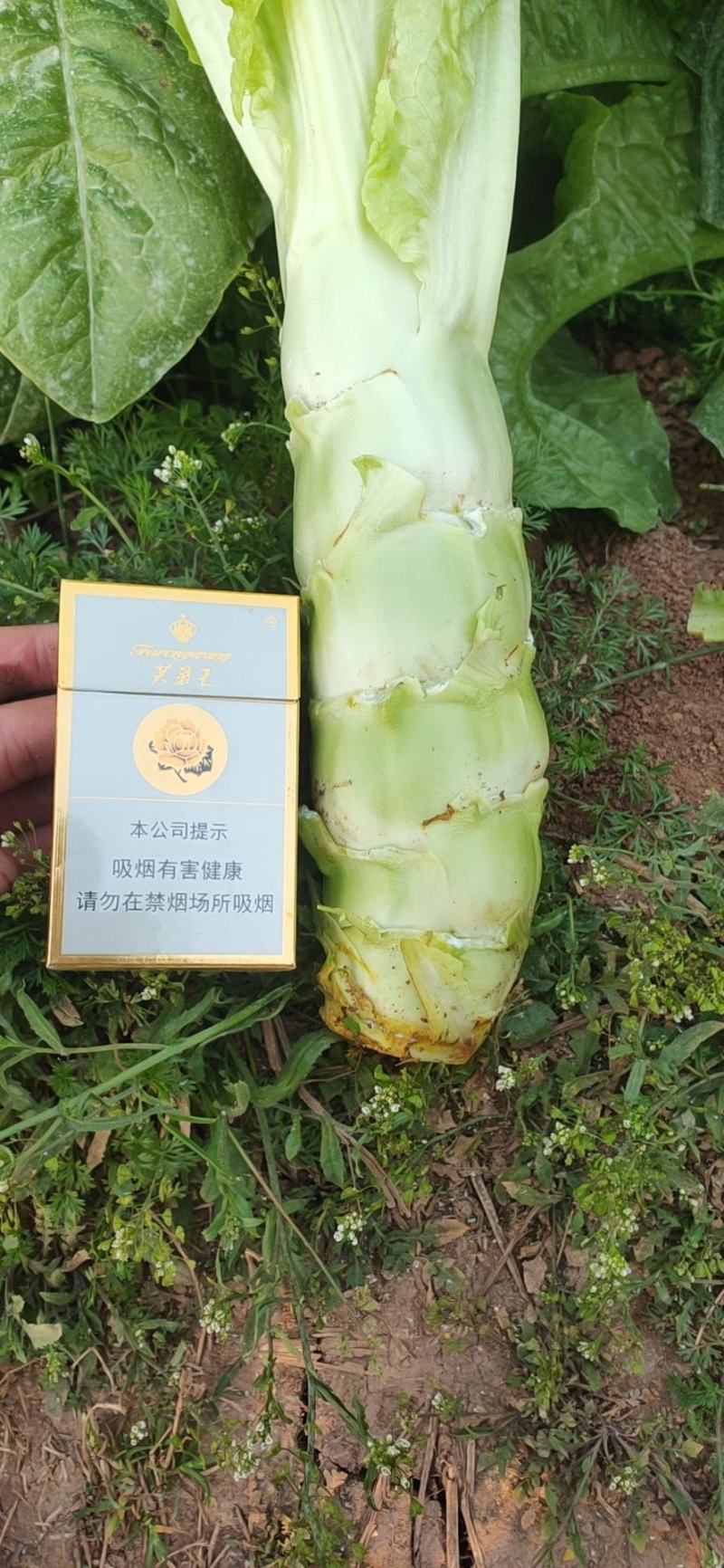简阳高青莴笋，货源充足，随时联系