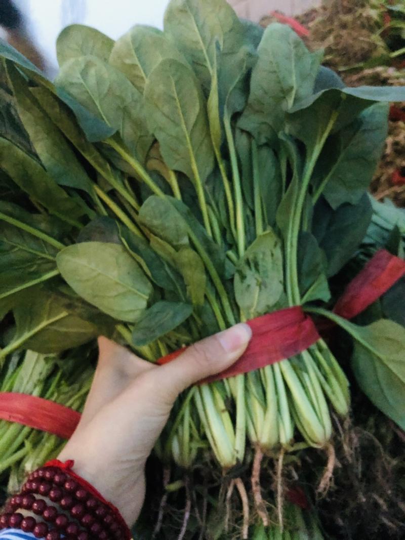 菠菜，大量上市，30cm左右，叶绿，便宜