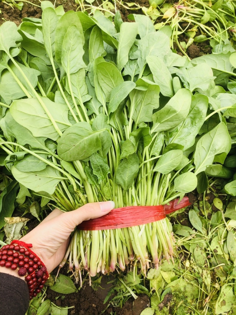 青菜大量上市，叶绿，杆粗