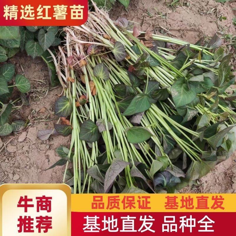 西瓜红优质脱毒红薯苗优质脱毒种薯通风时间长
