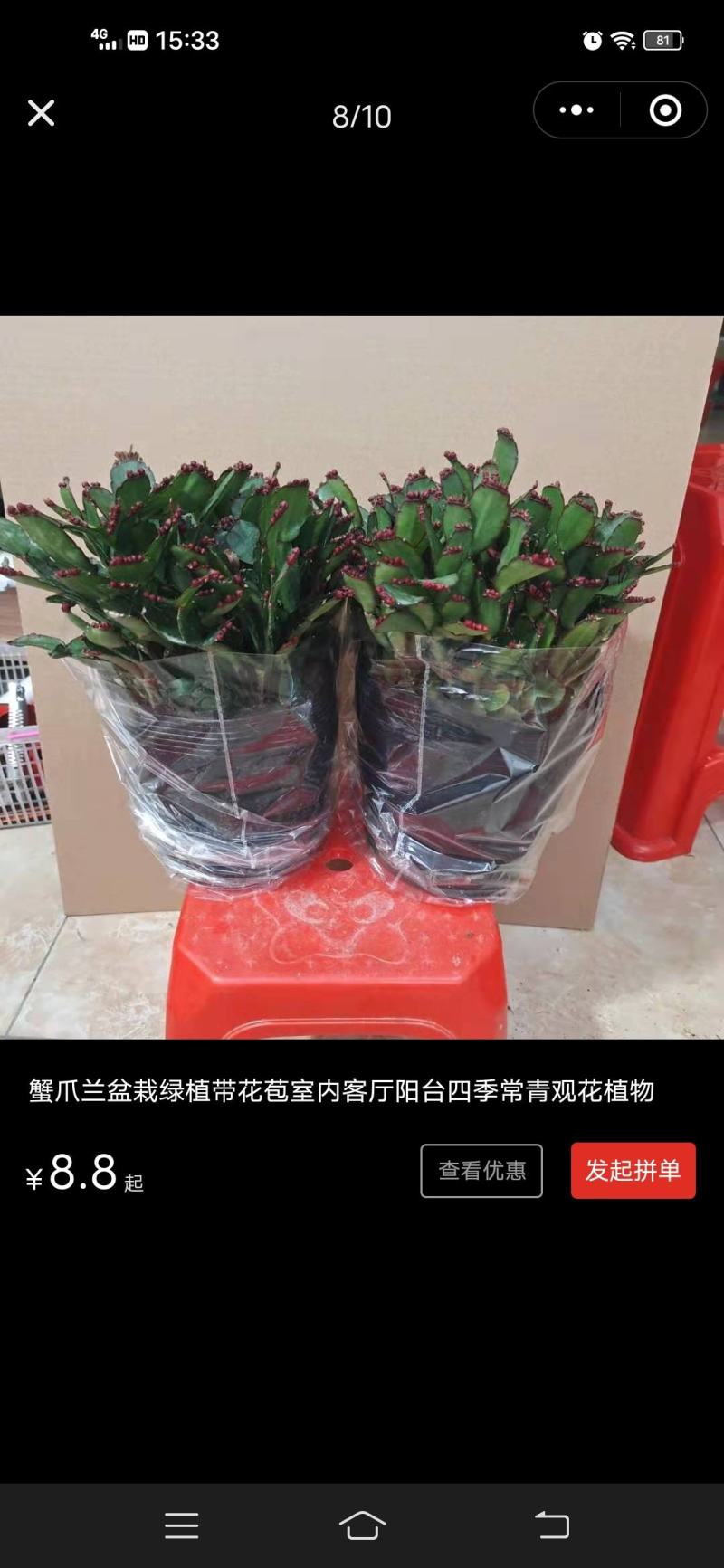 蟹爪兰盆栽四季长青福建龙岩基地种植直销