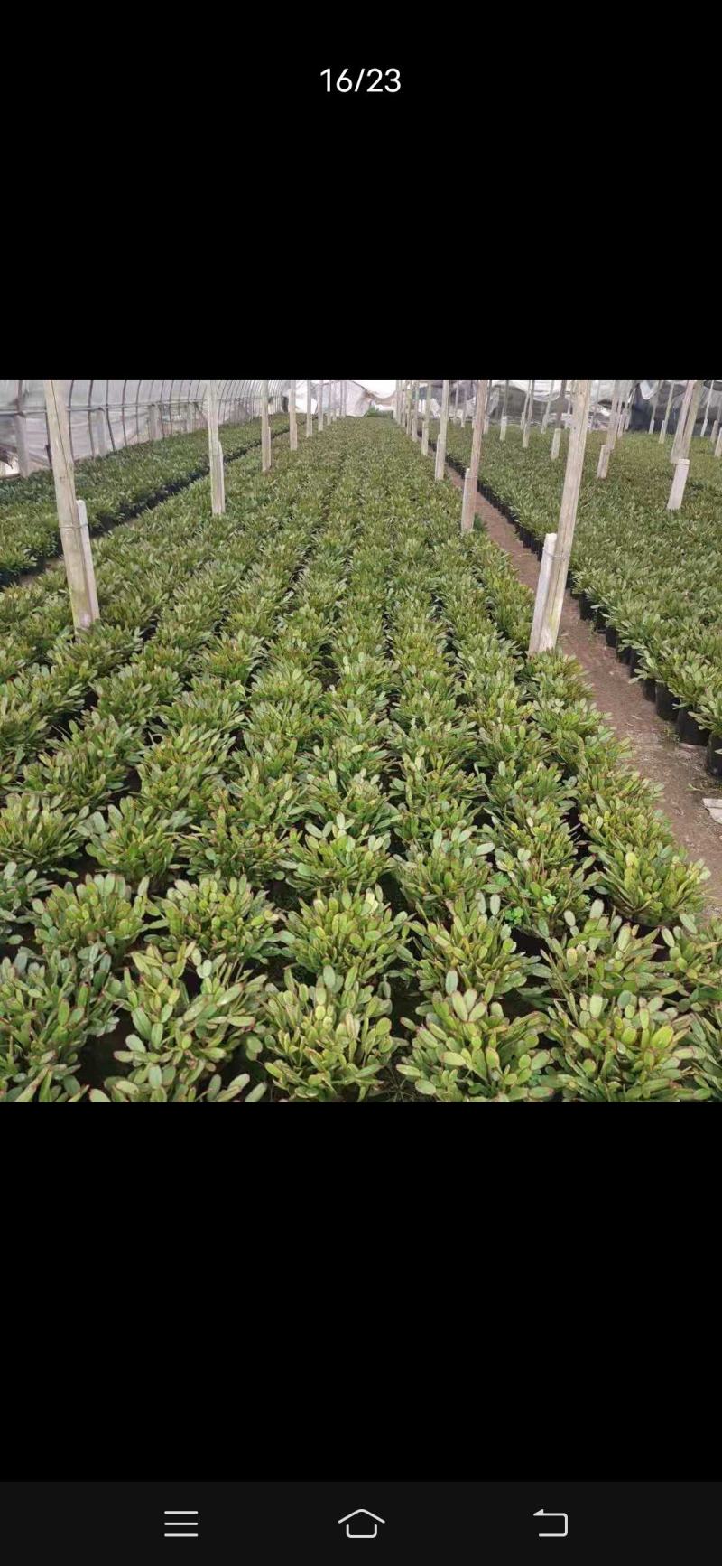 蟹爪兰盆栽四季长青福建龙岩基地种植直销
